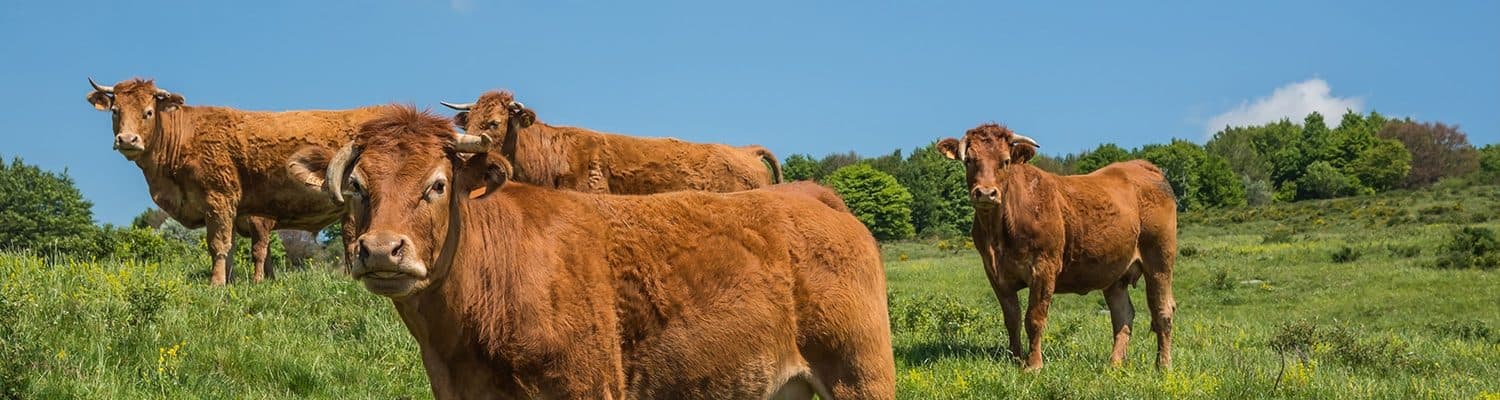 Aubrac Fotolia 162595696 Chanelle