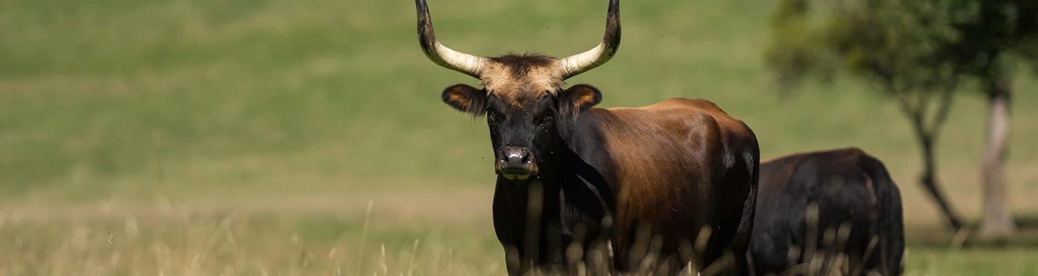 Auerochse Fotolia 145377034 Wildpixproductions