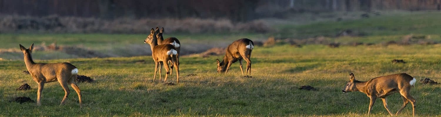 Rehwild Fotolia 134897233 Maik Richter