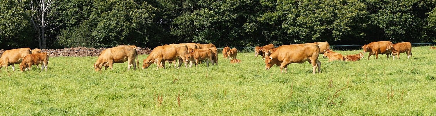 Rinder Banner Fotolia 69390525 JC DRAPIER