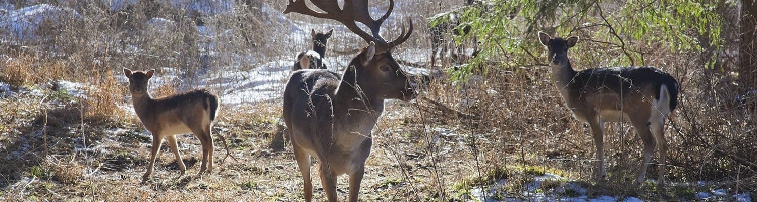 Rotwild Fotolia 135915294 Composer