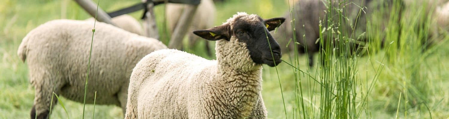 Schaf Fotolia 84743676 Marcus Hofmann Schaf Fotolia 84743676 Marcus Hofmann
