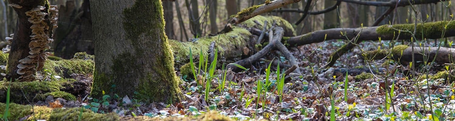 Statement Fotolia 111491825 Carola Vahldiek Statement Fotolia 111491825 Carola Vahldiek