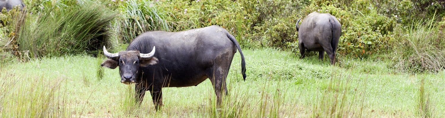 Wasserbueffel Fotolia 146229520 Thiemo Wasserbueffel Fotolia 146229520 Thiemo