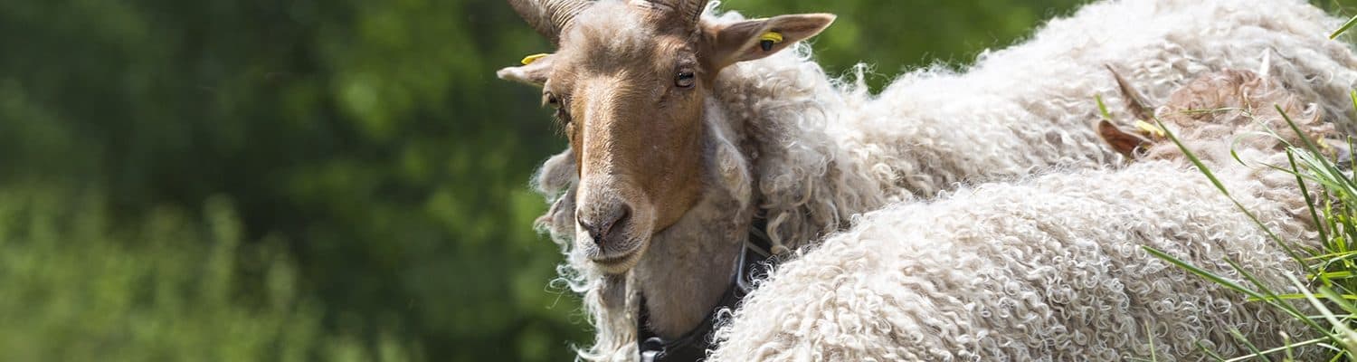 Zackelschafe Fotolia 110887362 Mmphoto