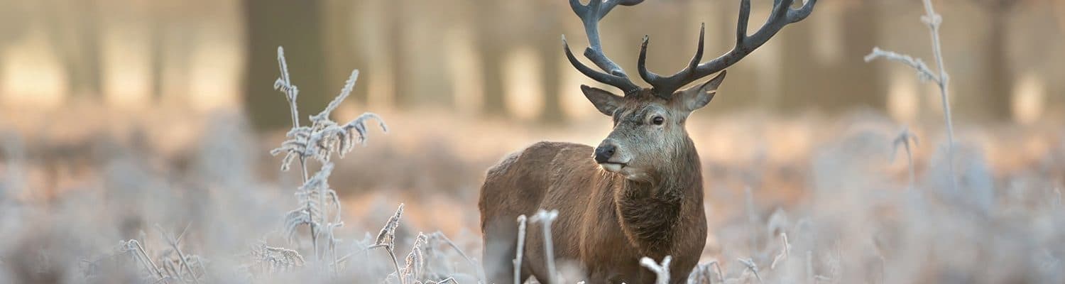 Wildes Fleisch Fotolia 97451025 Giedriius Wildes Fleisch Fotolia 97451025 Giedriius