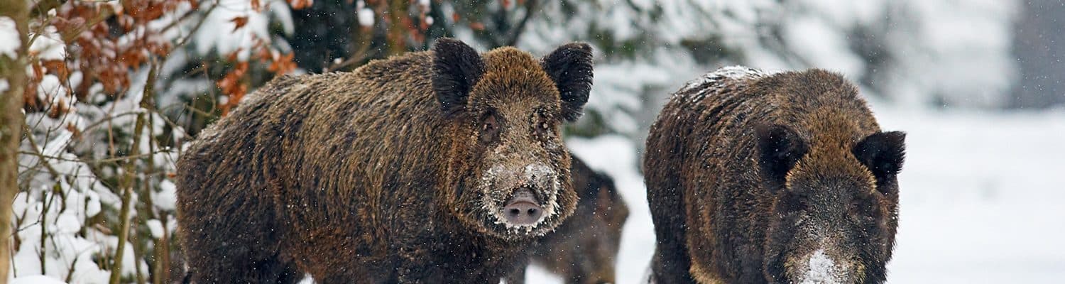 Wildschwein Fotolia 99753022 Alexanderoberst